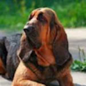 Meet your Posher, Paul